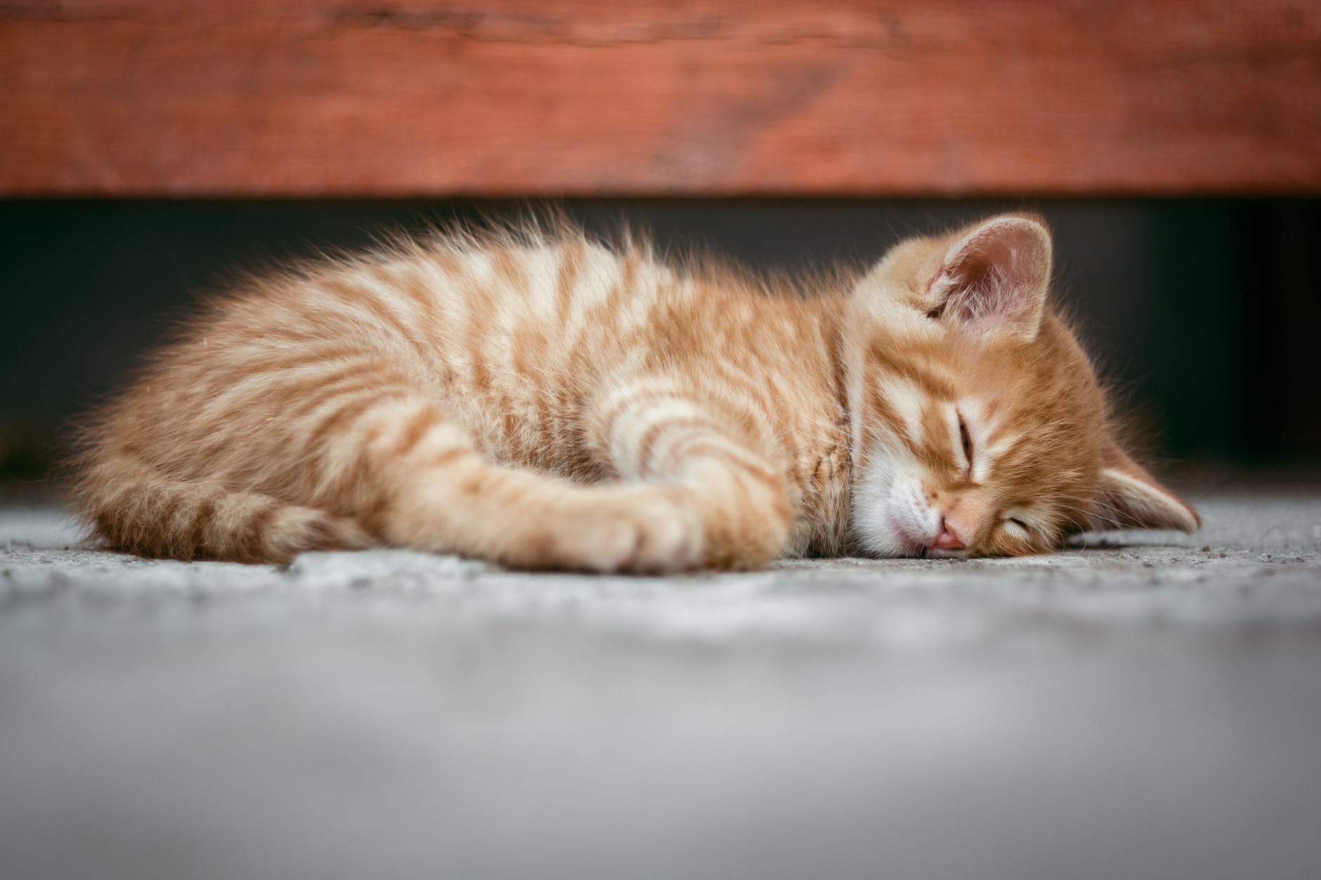 Relaxation inspiration Sleeping cat